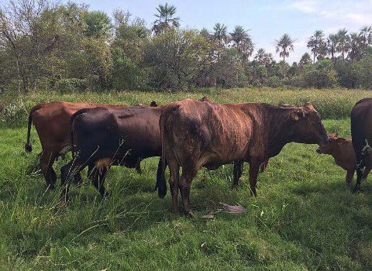 Estancia en Venta a 200 km de Asuncion ACIP